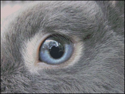 (image for) Eye Of The Rabbit